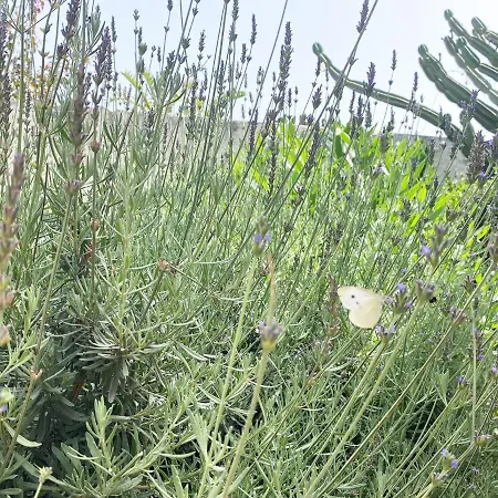 Villa Il Giardino Di Bonagia *
