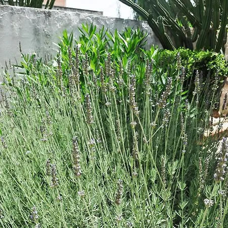 Il Giardino Di Bonagia Tonnara di Bonagia